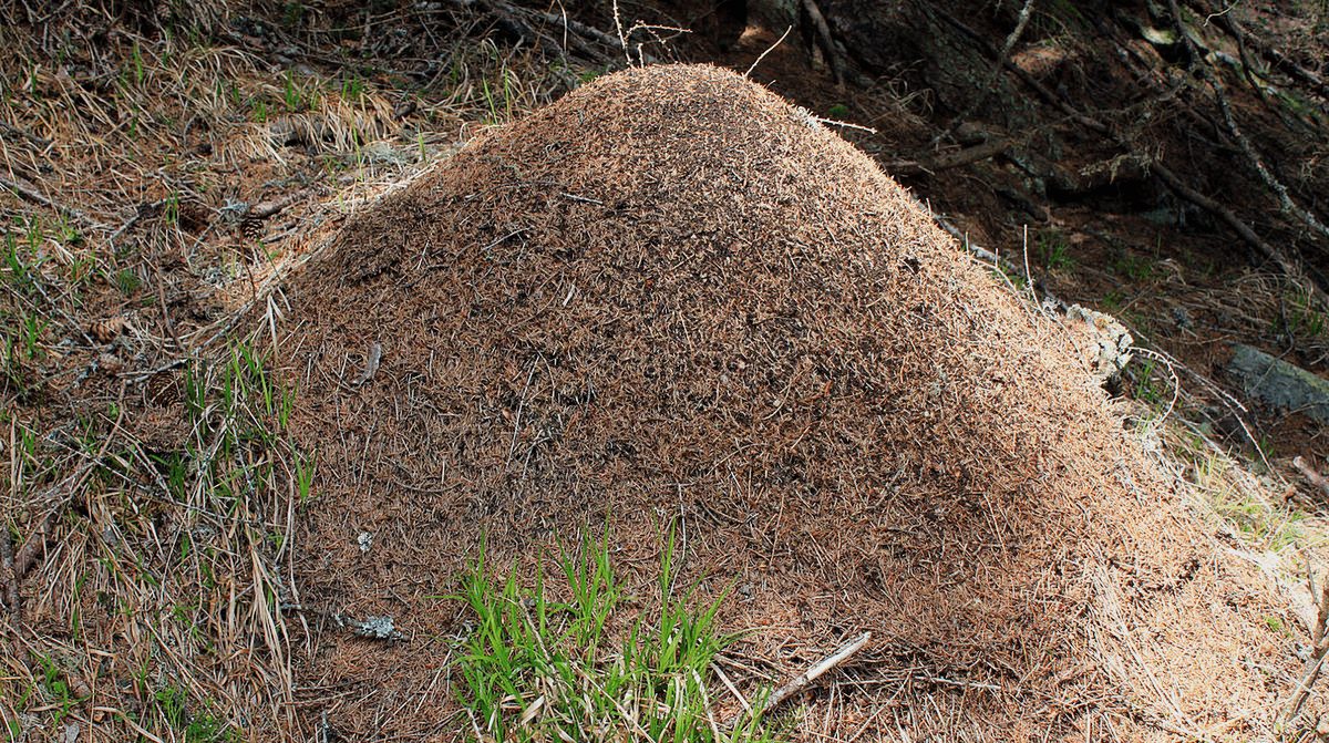найдите вход в муравейник