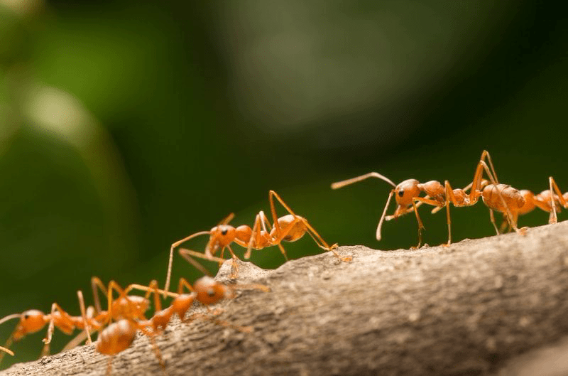 рыжие муравьи
