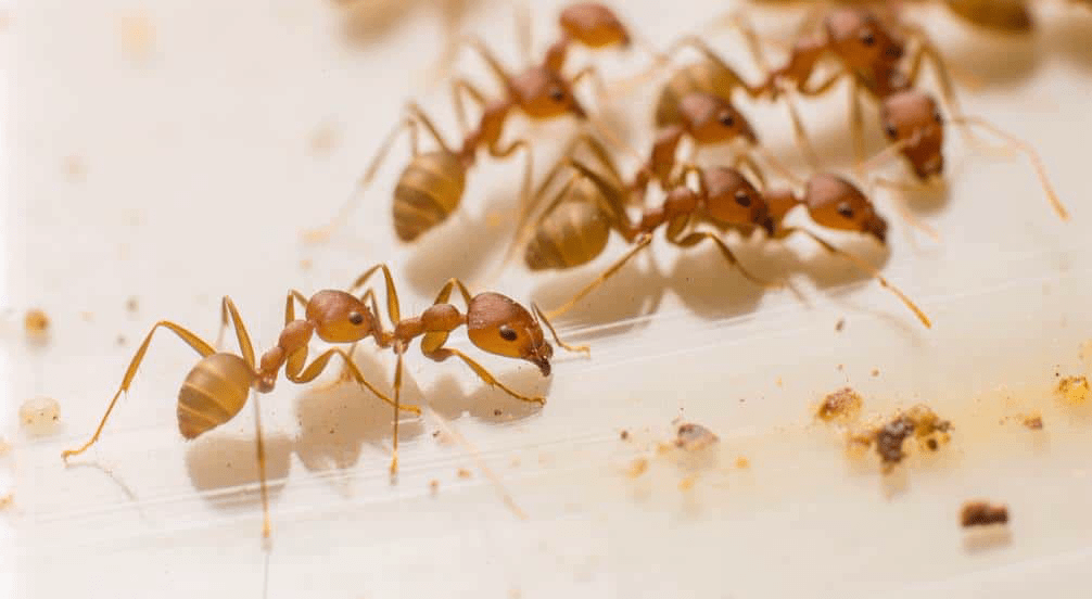 фараоновы муравьи