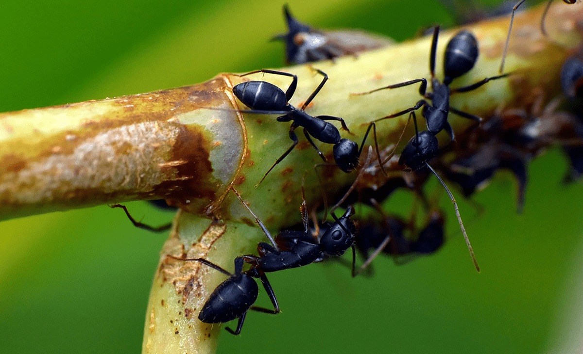 черные муравьи