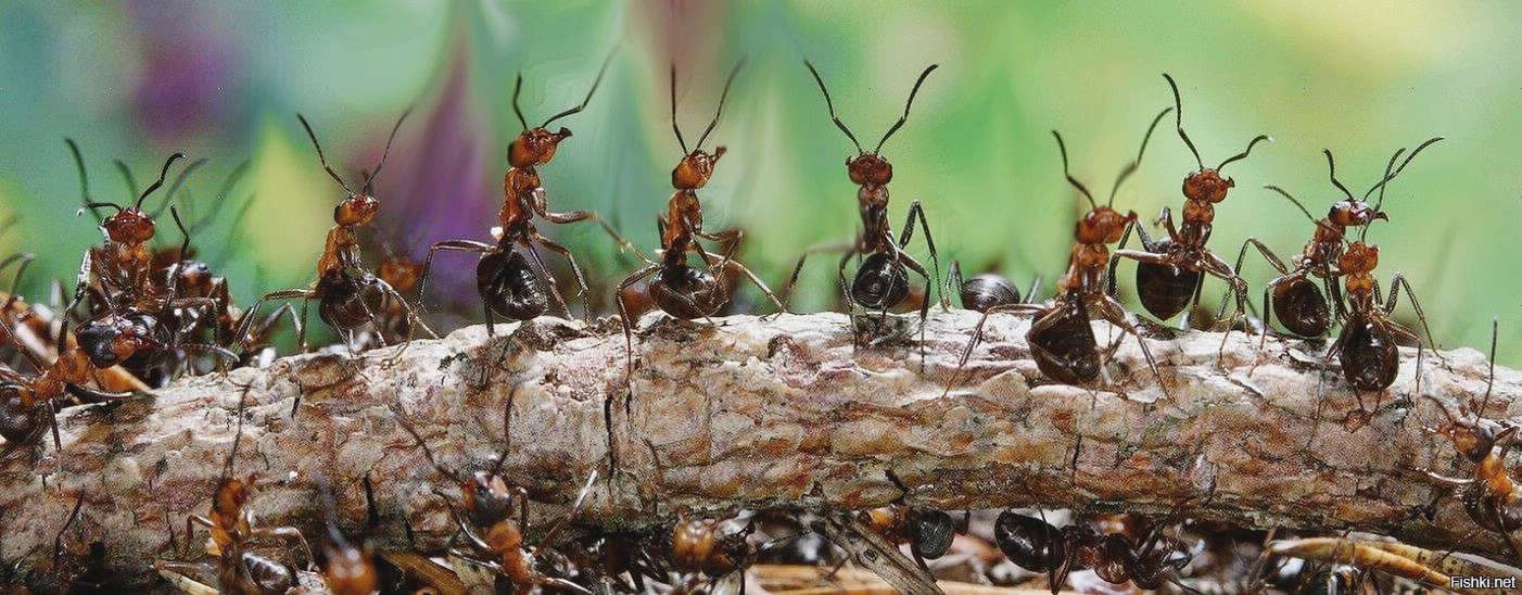 обработка от муравьев