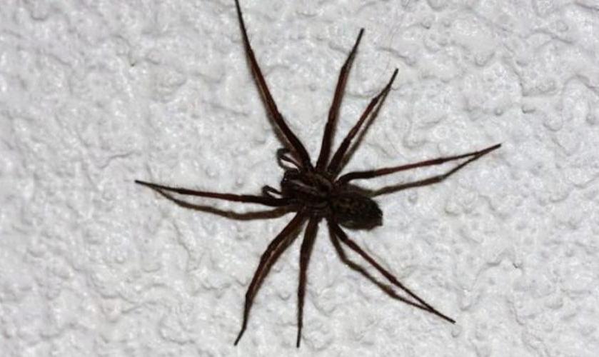 черный домашний паук