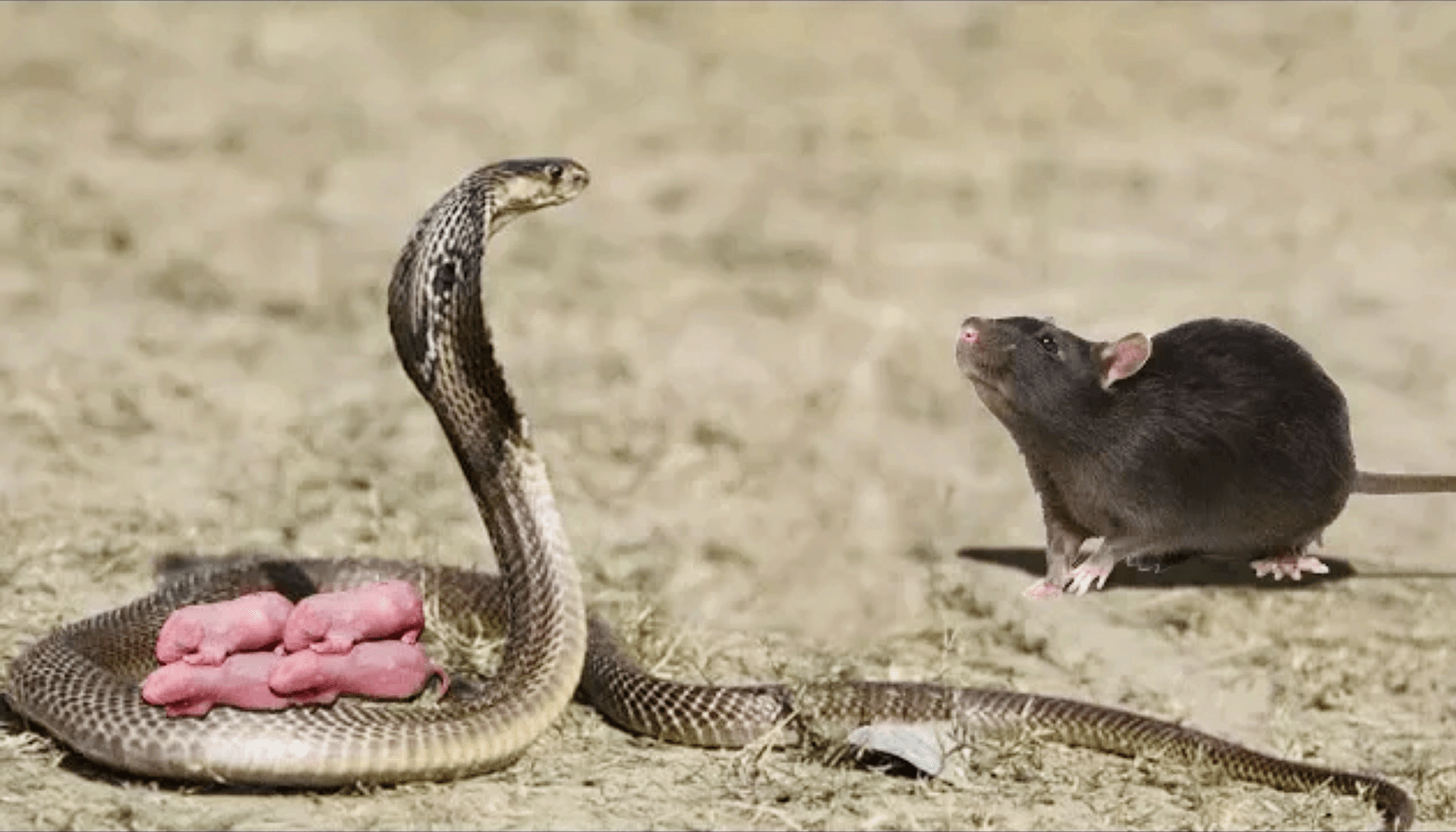 уничтожение змей