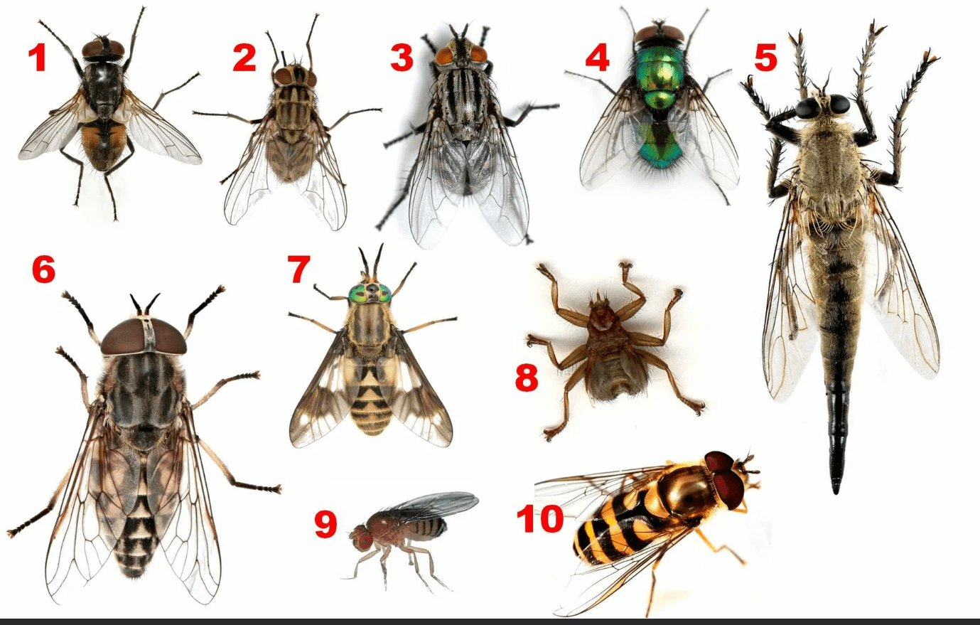 разновидность мух