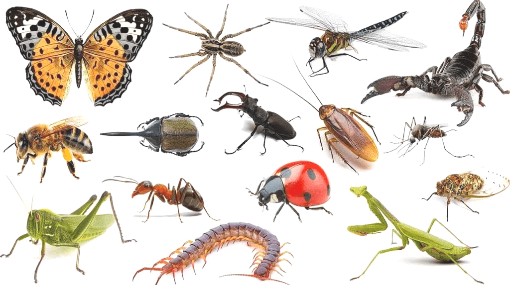 насекомые в квартире