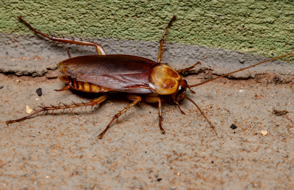 tarakan amerikanskij