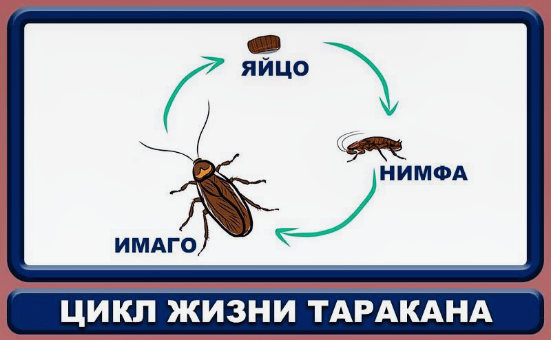 cikl zhizni tarakanov