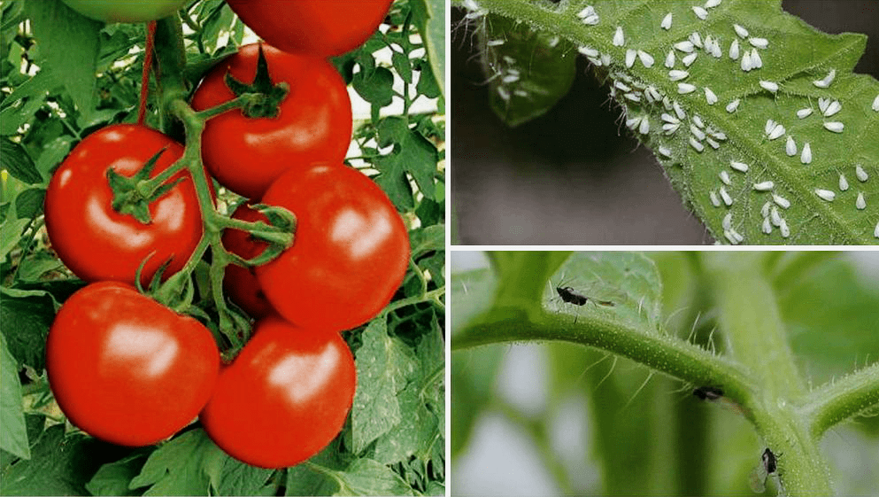 vred ot belokrylki na pomidorah