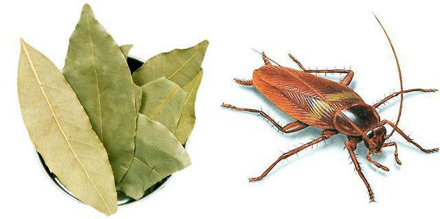 какой запах отпугивает тараканов