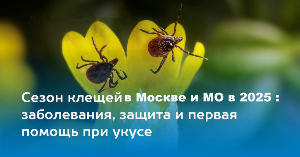 Sezon kleshchej v Moskve nachinaetsya v marte v etom 2025 godu