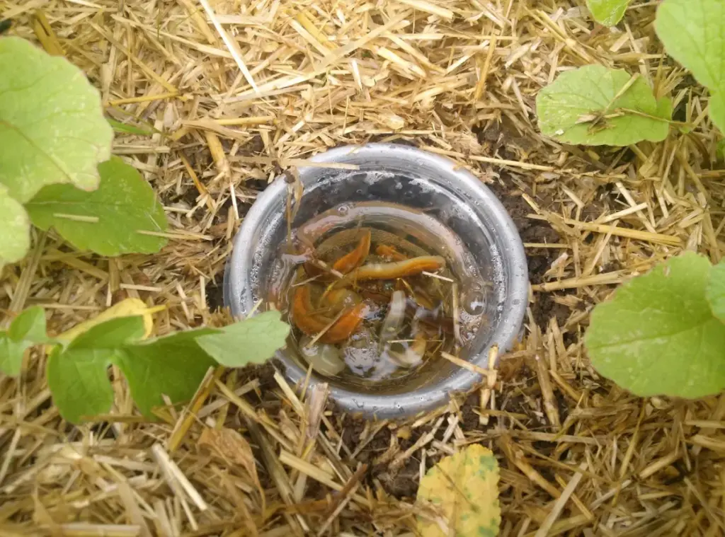 мульча от улиток