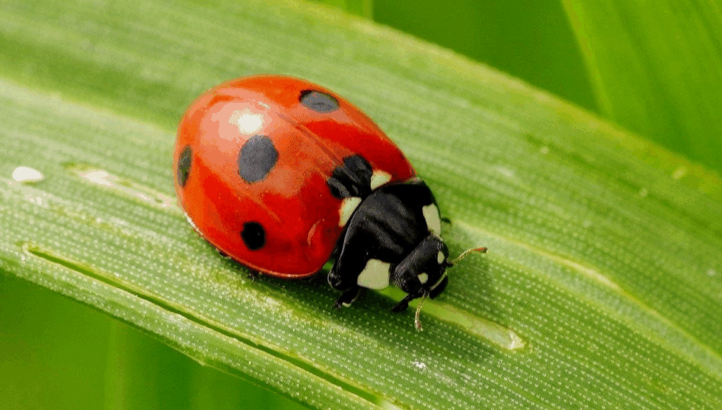 божья коровка