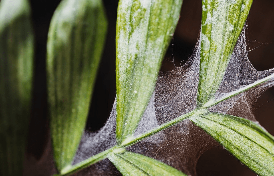 паутинный клещ