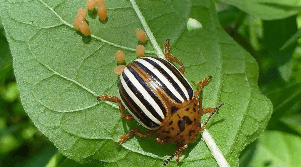 колорадский жук