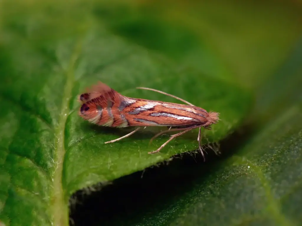 минирующая моль