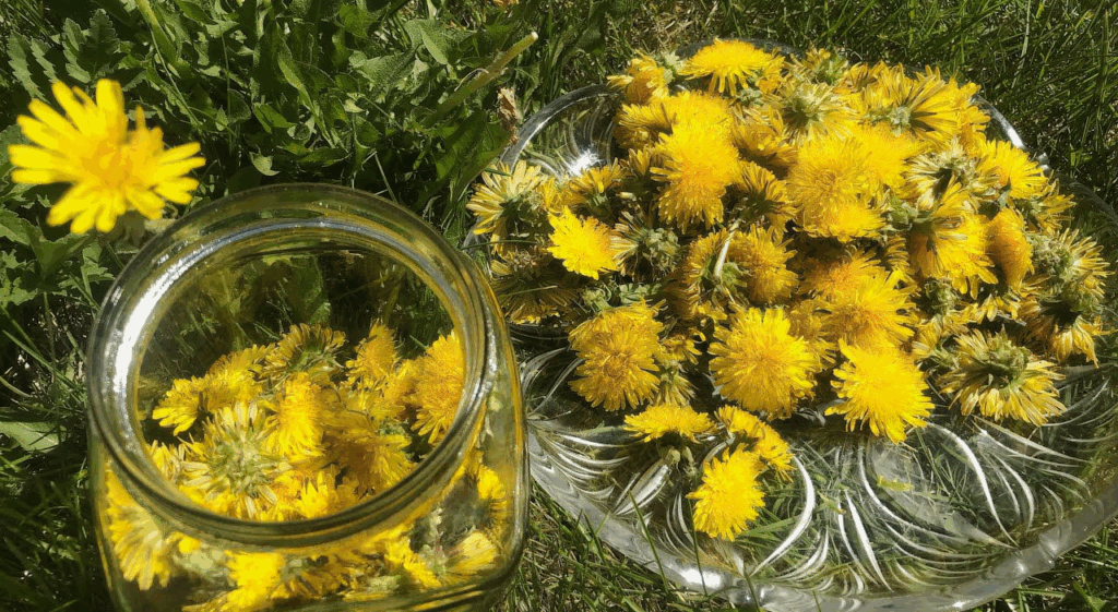настой одуванчика