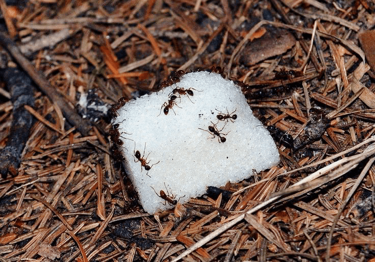 приманка для муравьев