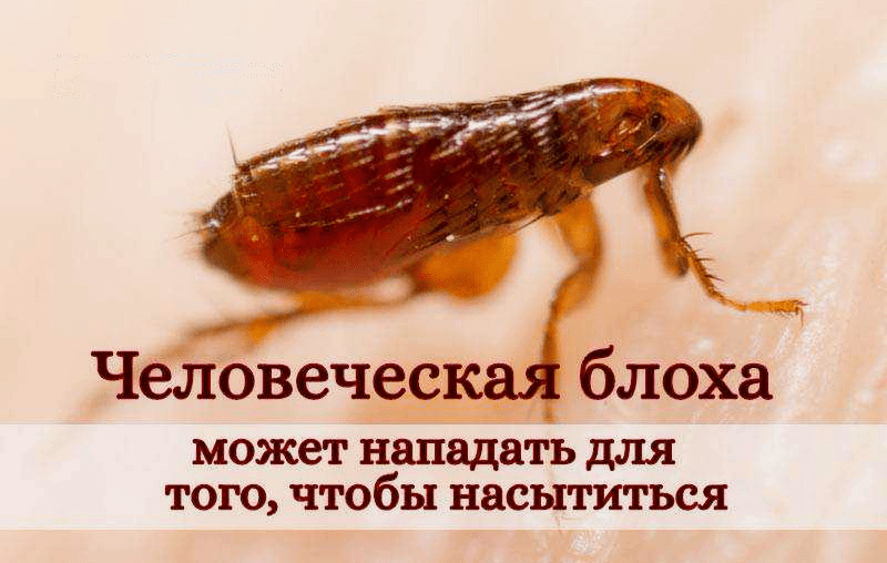 человеческая блоха