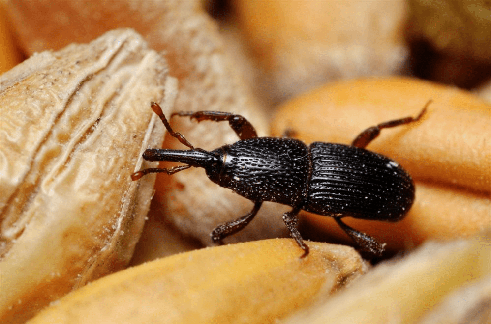 долгоносик в квартире как избавиться в домашних условиях