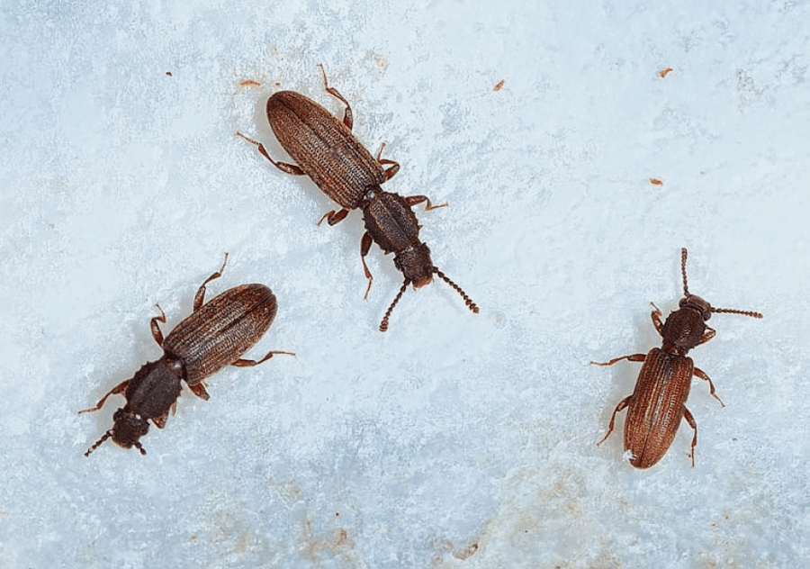 долгоносик в квартире как избавиться