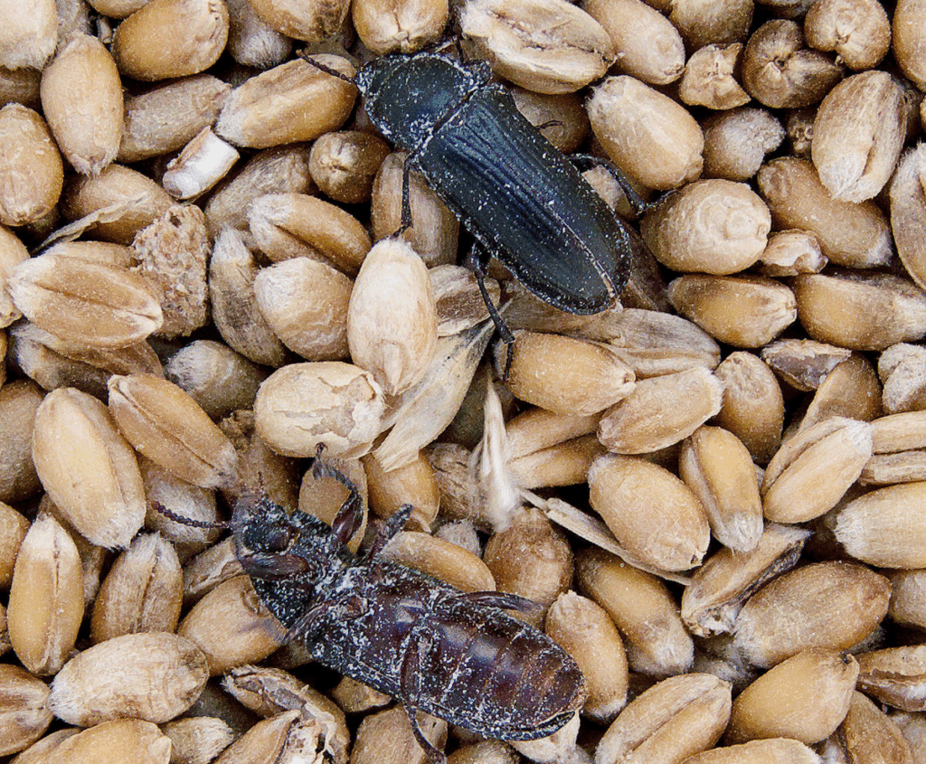 хрущак в крупе